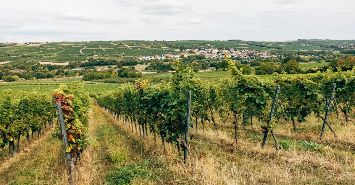 The Wine Business Network